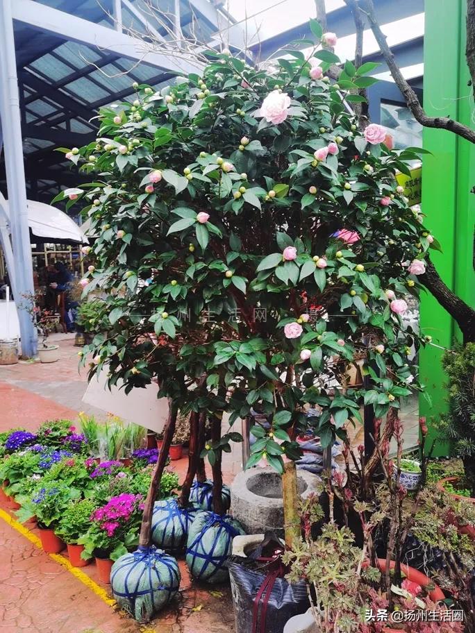 扬州花卉市场大全,扬州西区花卉市场