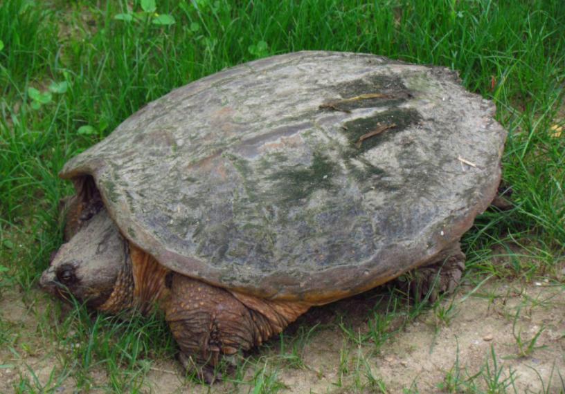 宠物拟鳄龟怎么样上手,家养宠物鳄龟有几种龟种