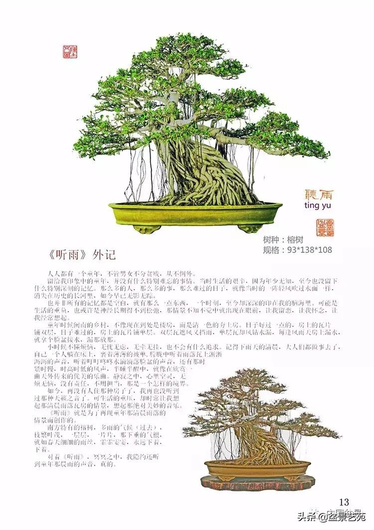 陈文图榕树欣赏,陈文图盆景