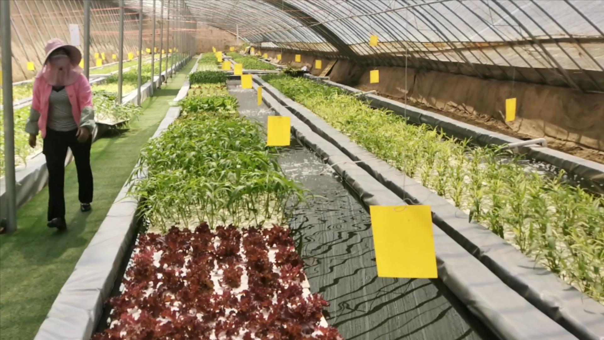 阳台用泡沫箱种植蔬菜的方法,阳台种植蔬菜的技巧和方法视频