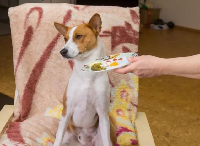 宠物狗吃肉对身体有害吗,吃肉对动物有什么影响