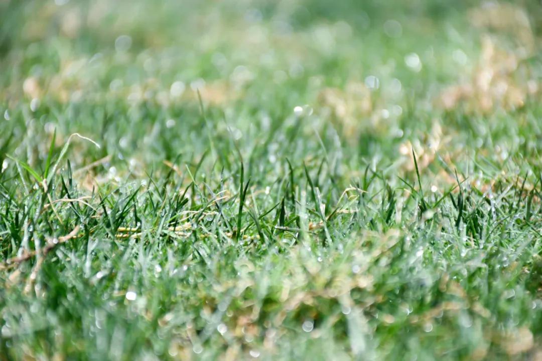 烈日灼灼，黄石奥体中心体育场更换夏季热型草