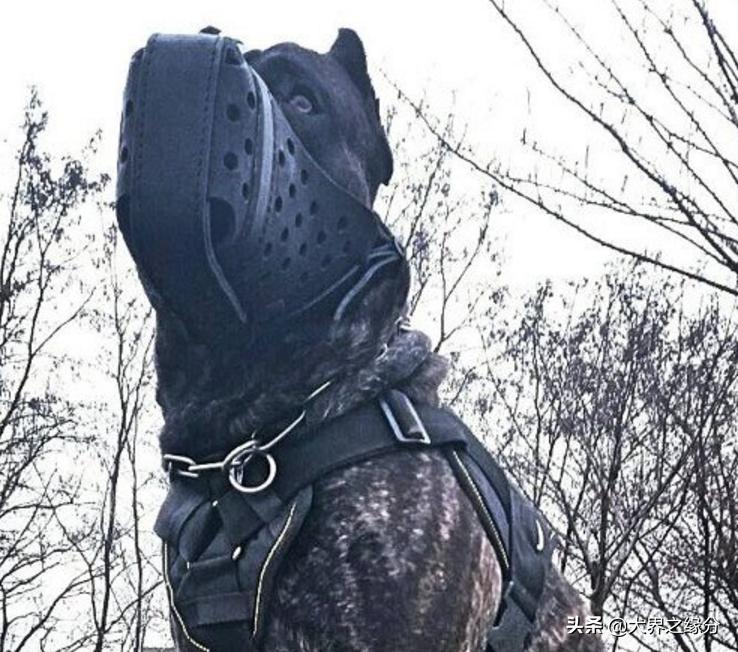 狼族的四种猛犬,能打败狼的四种猛犬