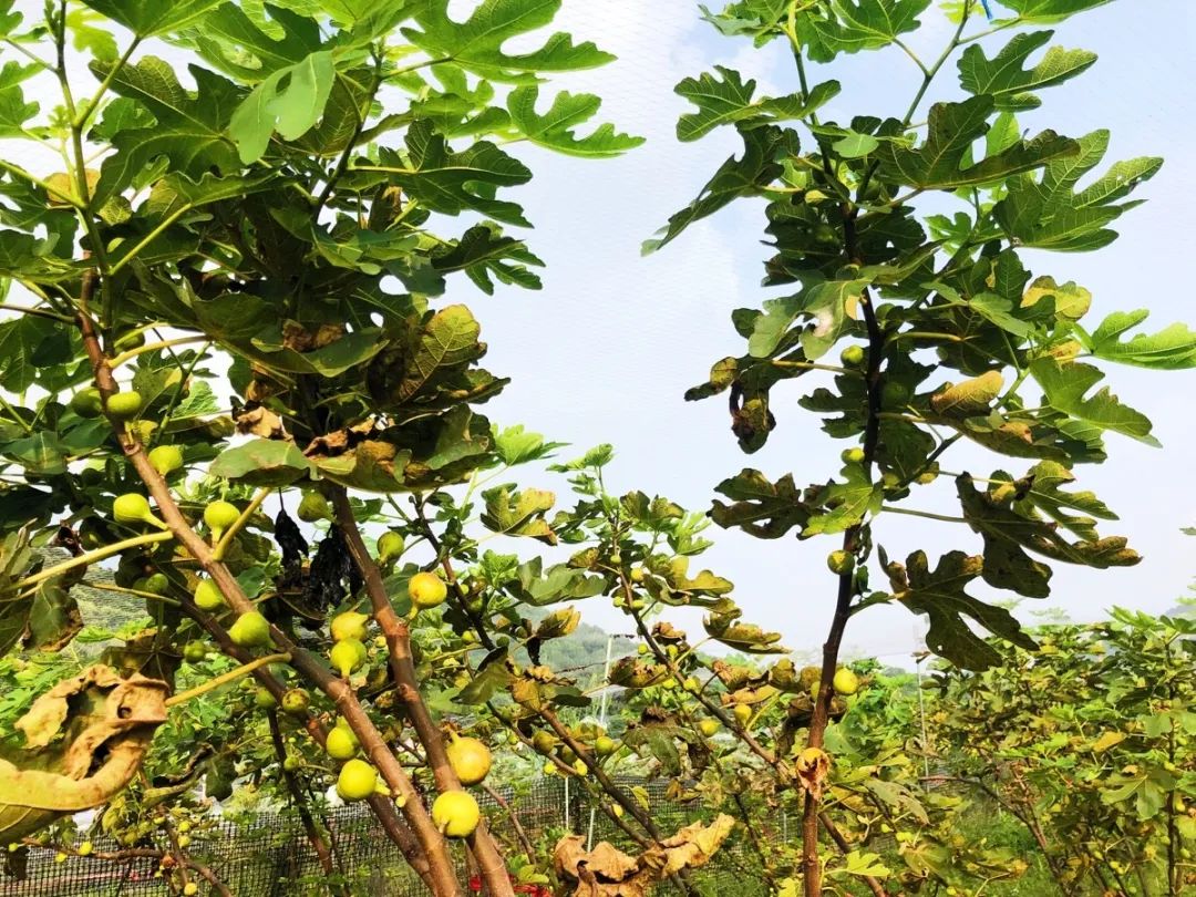 长沙生态农庄野炊采摘,长沙岳麓区垂钓农家乐