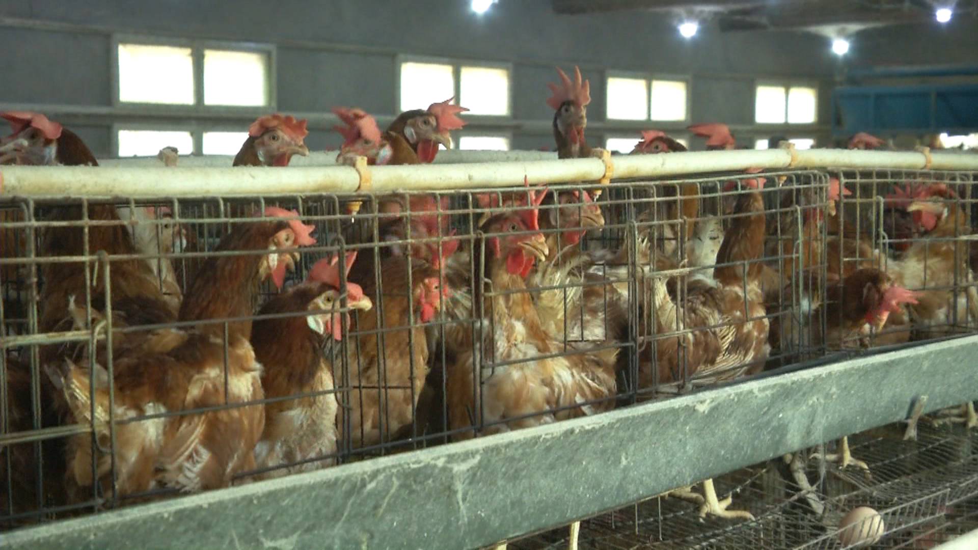 高温天气对家禽的影响,高温天气家禽中暑