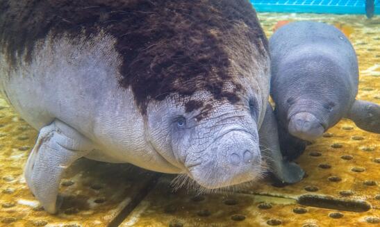 珠海长隆童趣乐园游玩攻略,出发游玩转珠海长隆海洋王国