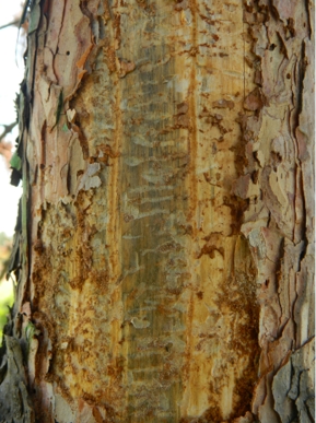 蛀干类害虫数据处理方式,树干小蠹虫如何防治