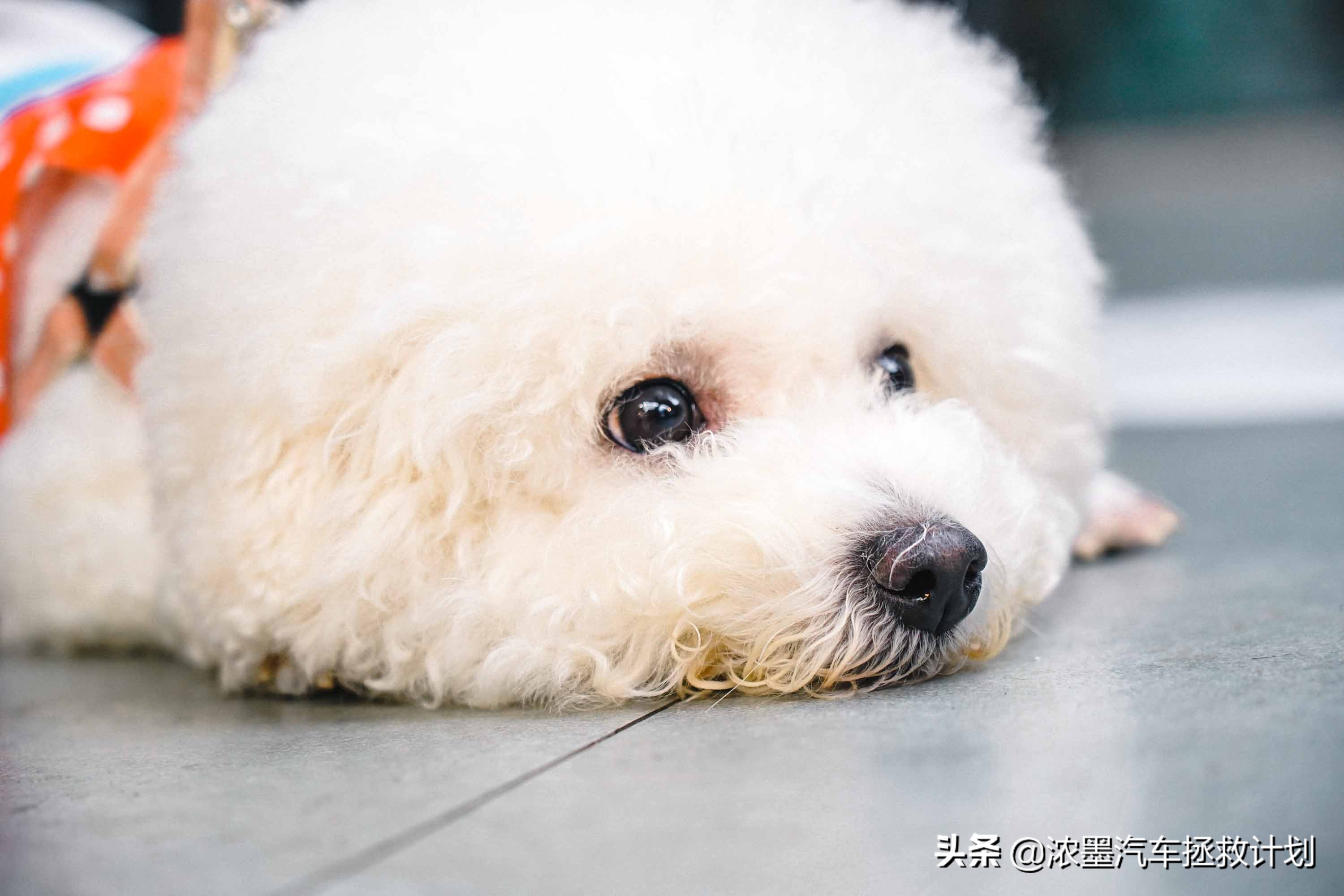 一代经典丰田普瑞维亚,丰田普瑞维亚依然经典