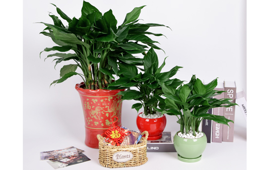 青叶万年青发黄烂根如何处理,青叶中华万年青移栽要注意事项