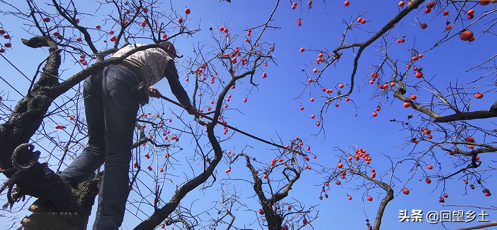 高树上的柿子怎么采摘,柿子在树上摘下来怎么弄才好吃
