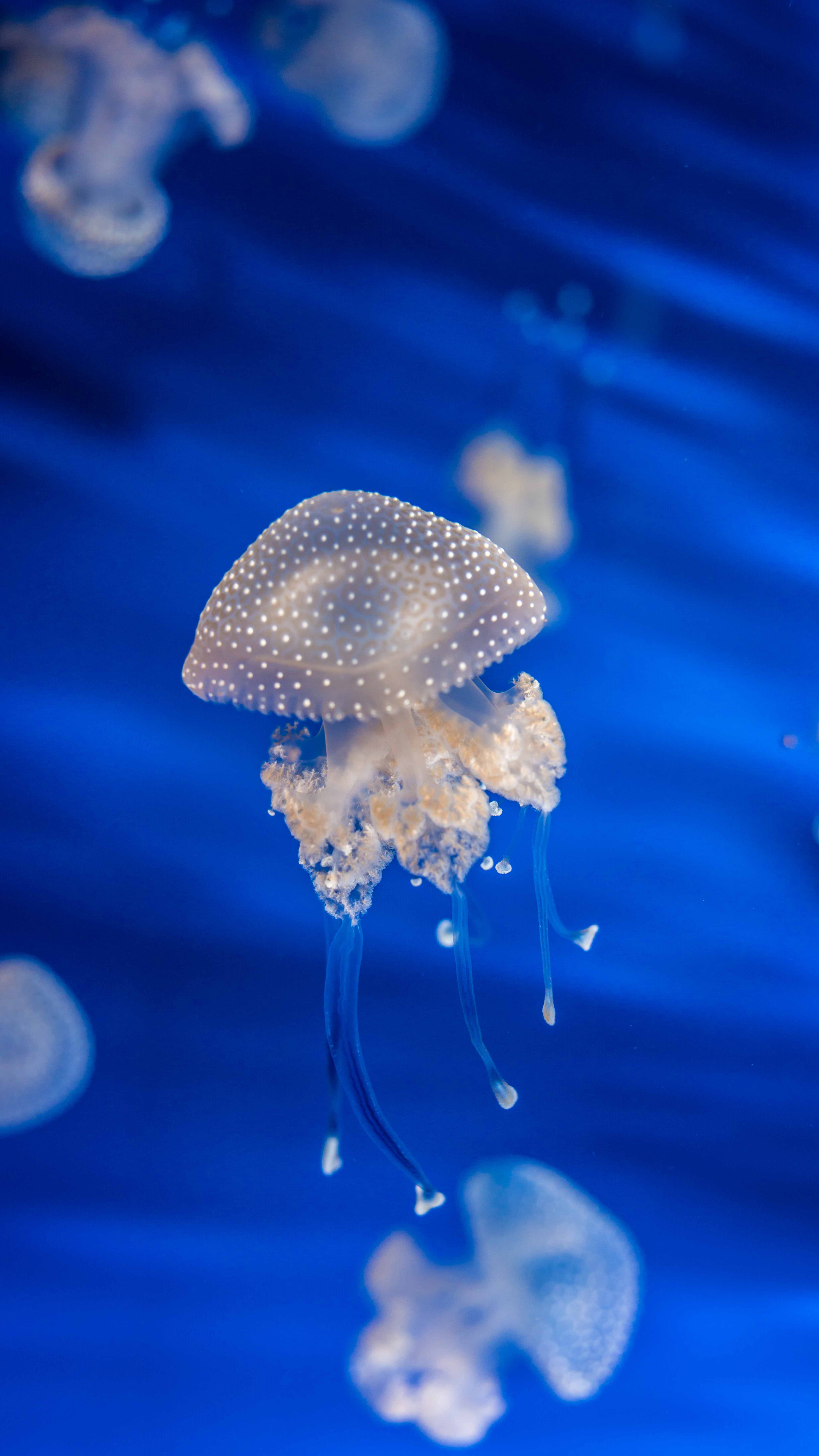 iphone7爱思助手越狱提示失败,ios8.3完美越狱失败的正确解决方法