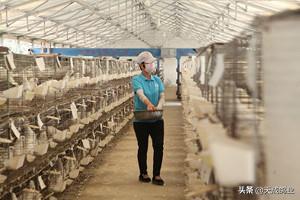 鸽子都吃什么米,小鸽子吃什么