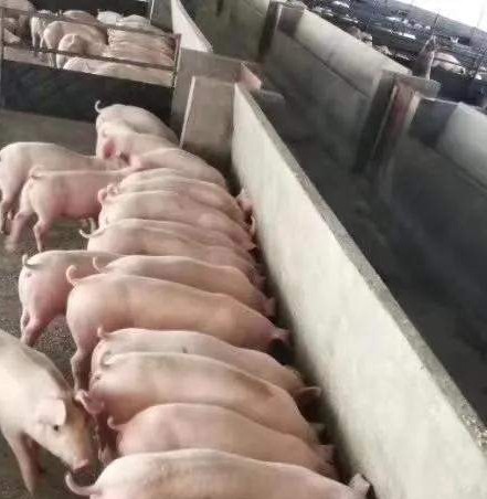 小常识食物搭配,小常识添加剂