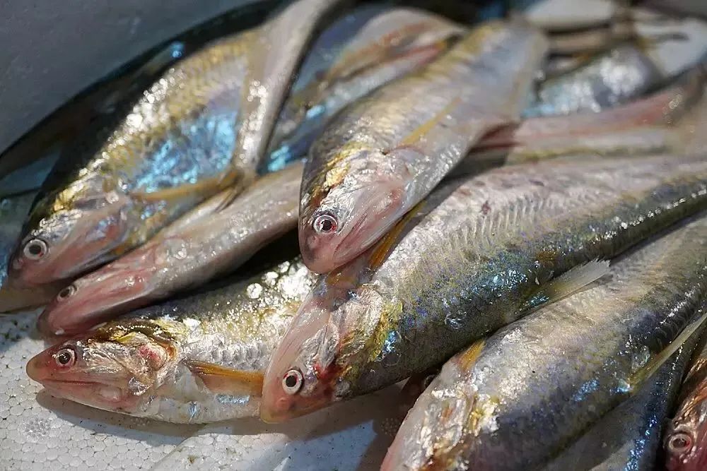 鱼儿食欲怎么样,鱼儿是怎么吃东西