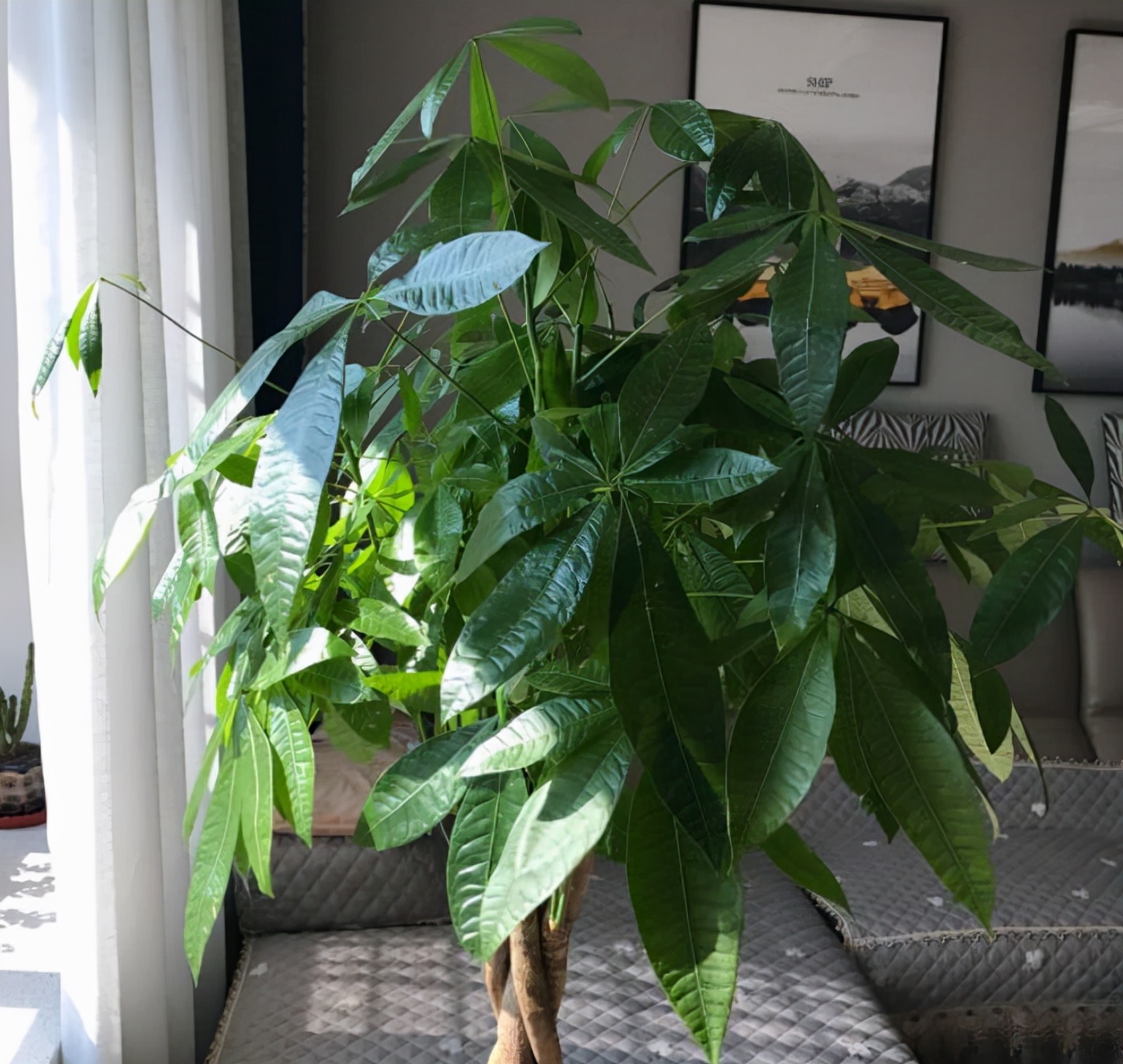 适合养在室内的植物寓意好的,室内适合养什么植物对家庭比较好