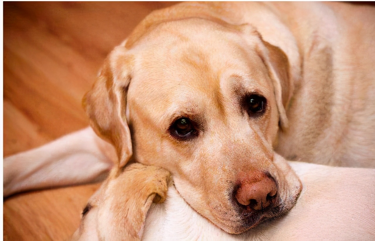 我家狗狗眼睛发红什么原因,狗狗的鼻子颜色变浅是怎么个情况