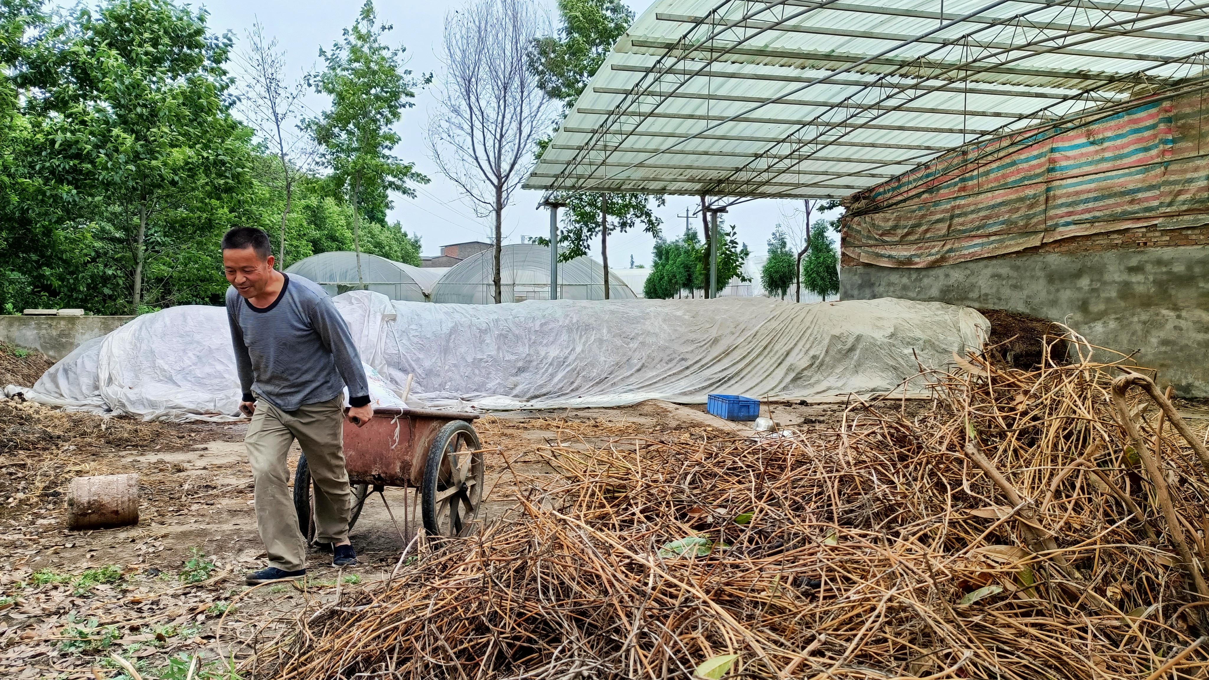 水果发酵的酵素对农作物有什么用,给瓜果蔬菜发酵的酵素