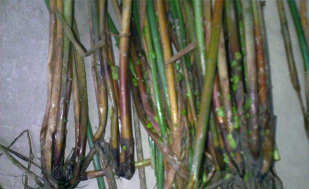 马蹄枯萎病症状,马蹄干枯病的防治方法