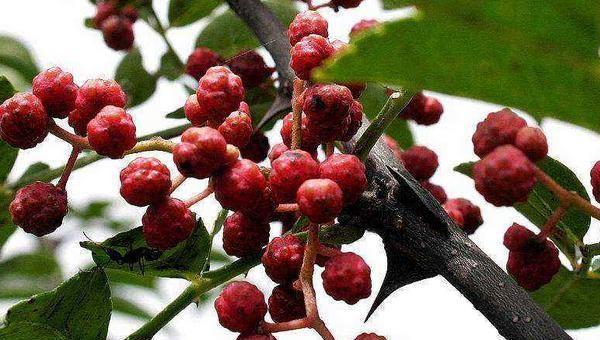 新型农村创业商机新项目,农村创业致富小机器