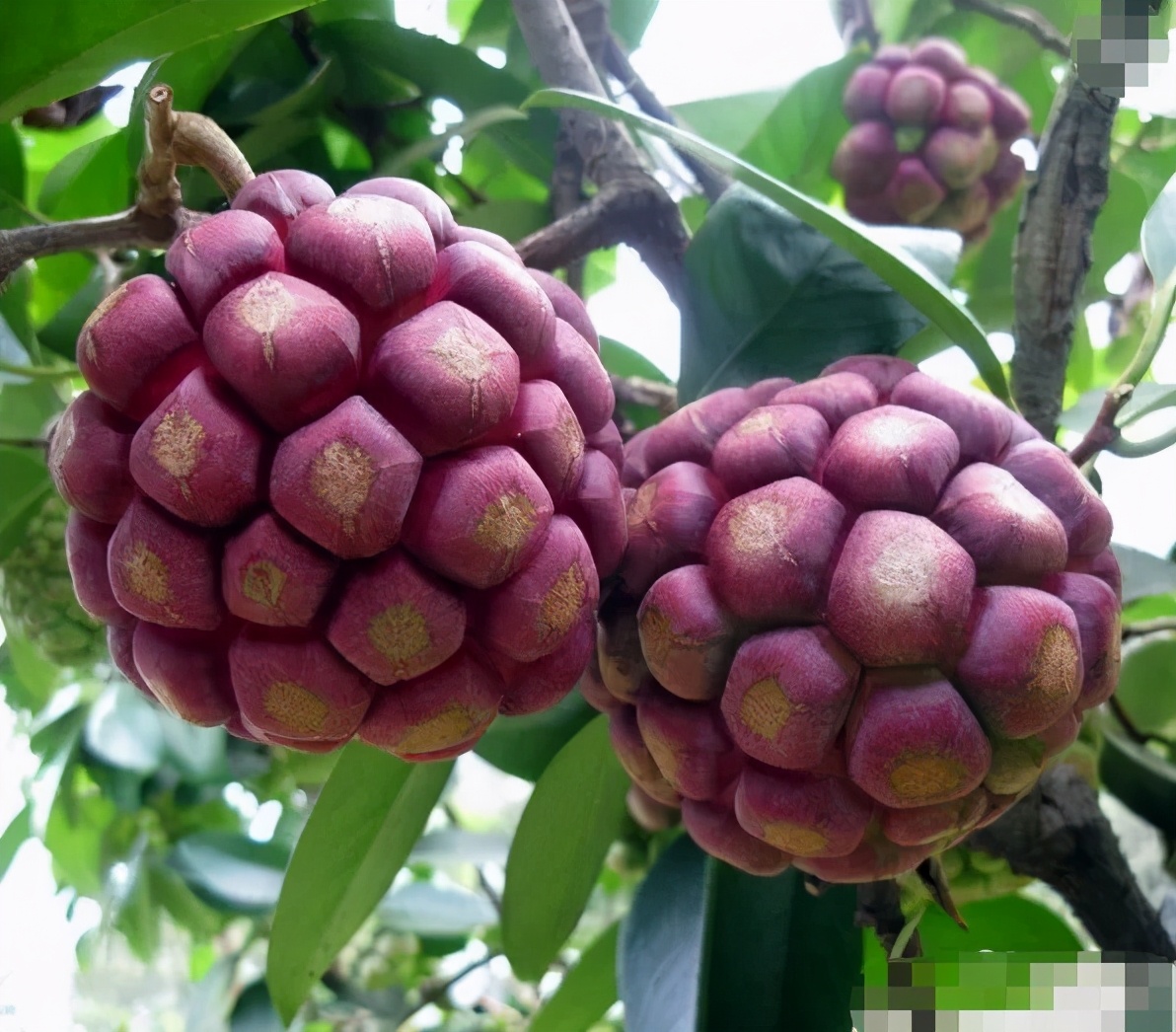 吃起来像葡萄又不是葡萄的水果,和葡萄似的特别甜的水果