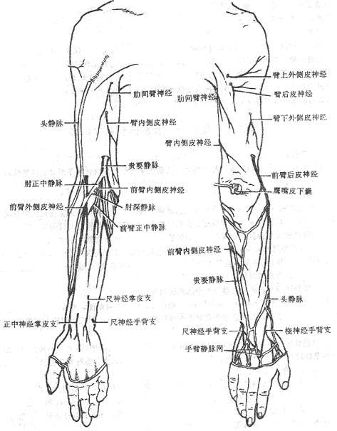 医生常用的解剖学、内外科口诀
