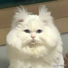 养猫应该如何起名,猫的名字越贱越好养活