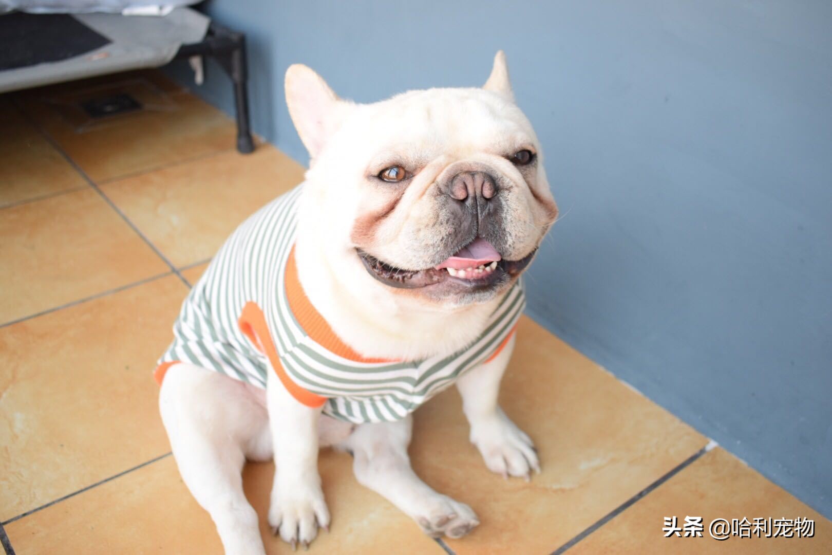 英斗犬和法斗犬区别图片对比大全,法斗犬和英斗犬的区别