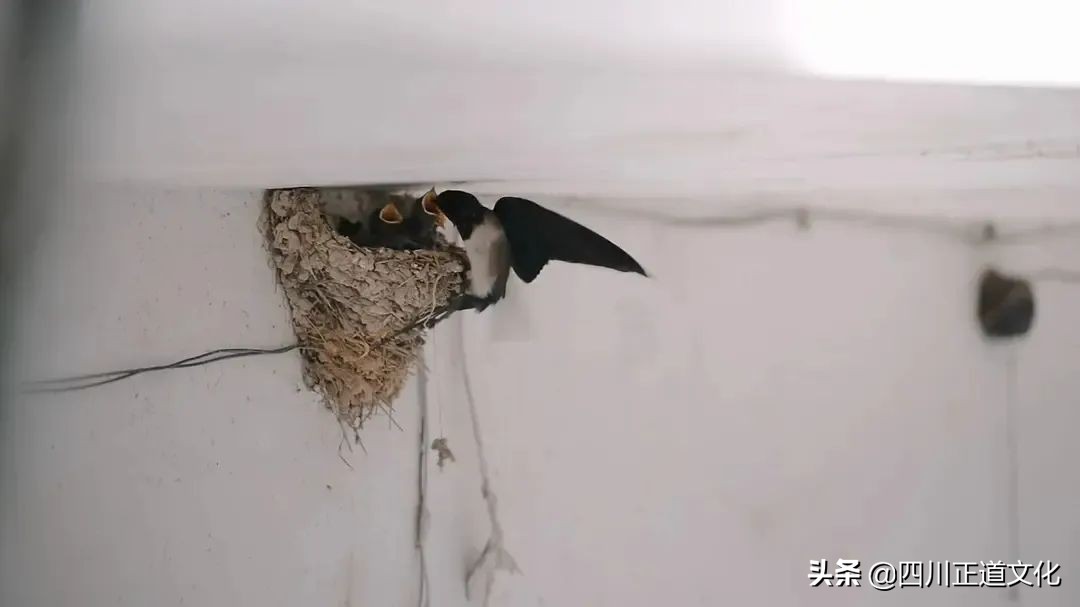 值得看的电影春天,春天的电影名字