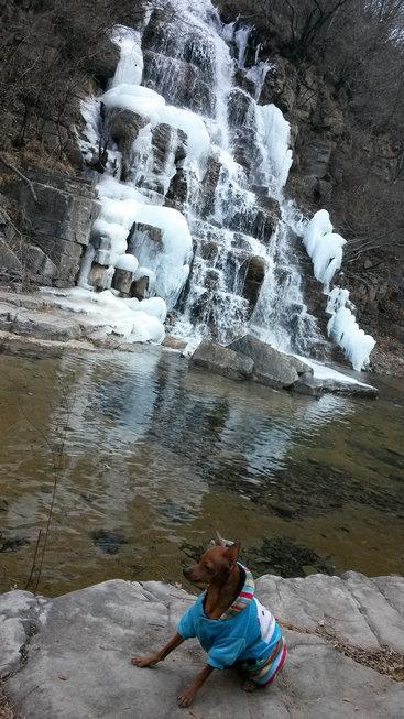 伸舌头的小鹿犬,爱洗澡的小鹿犬