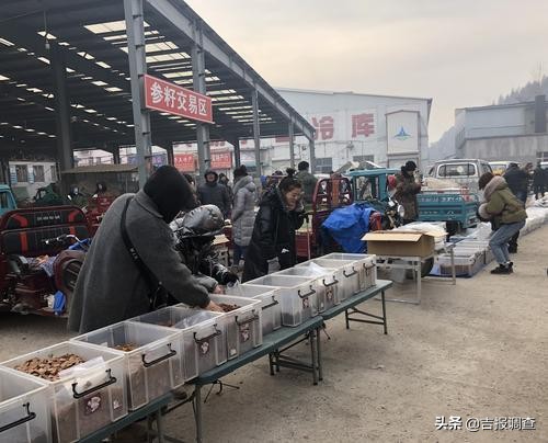 抚松县万良人参交易市场视频,长白山万良人参市场直播