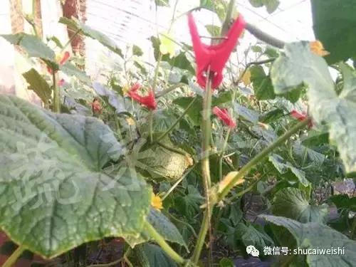 黄瓜秧子怎么打理,黄瓜秧怎么养护冬季