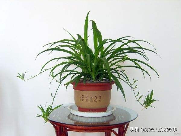 适合家庭摆放的大型绿植,推荐几种在家里摆放的绿植