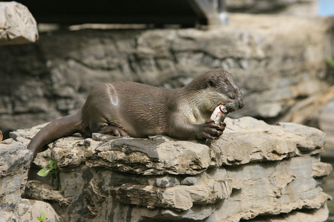 上海野生动物园小爪水獭,北京动物园的小爪水獭