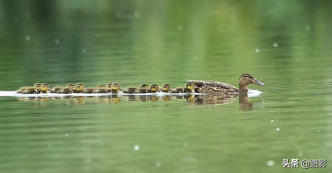 花重锦官城,花重锦官城长安