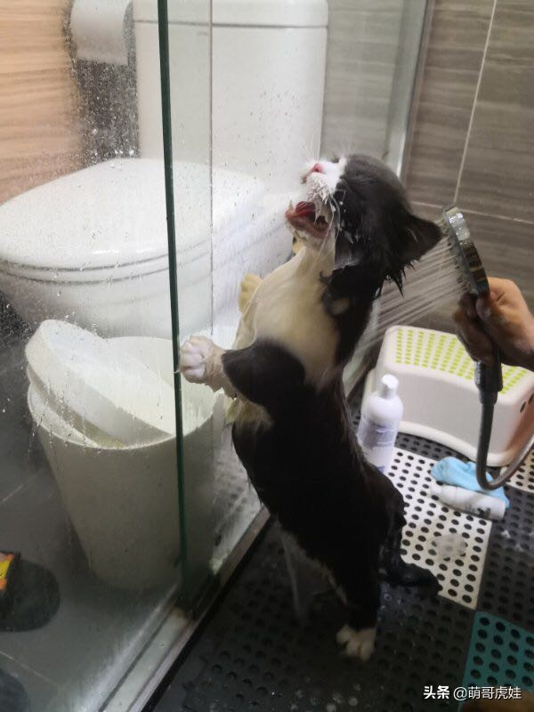 铲屎官给小奶猫洗澡一动不动,猫被铲屎官越养越瘦