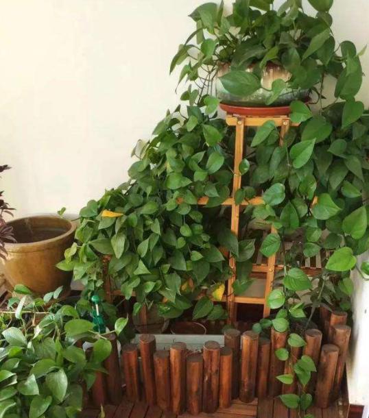 高温天气养绿萝？放点它，叶子油绿，1个月窜出2米长
