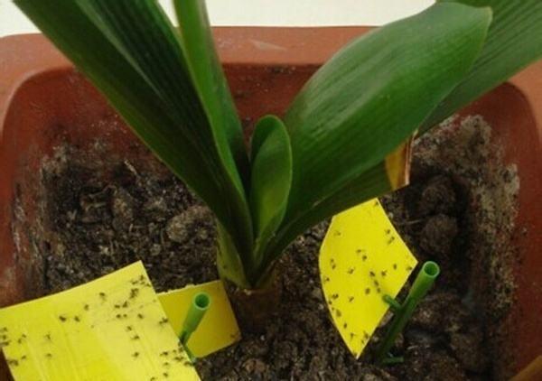 植物叶片有黑色颗粒状的虫子,家里养的植物招虫子