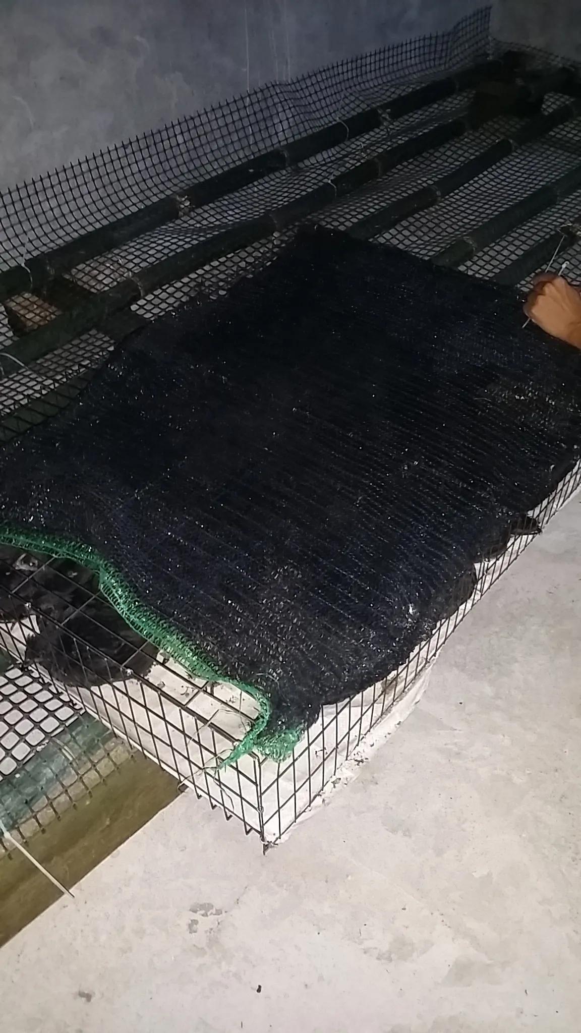 小鸡育雏网床制作方法,怎样搭建小鸡保温棚