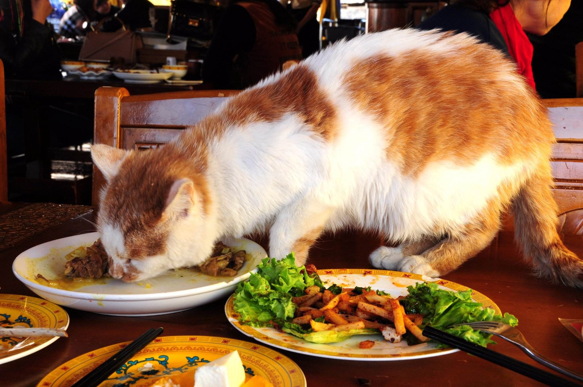 有些猫真的不把自己当猫,和人类呆久了的猫