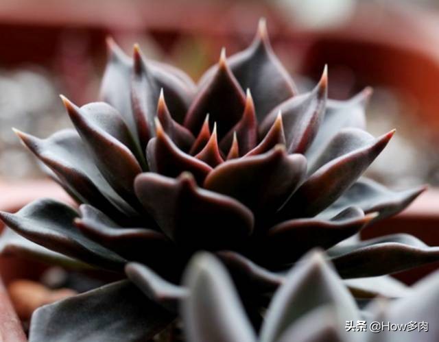 5年以上的多肉黑王子,普货多肉品种名称