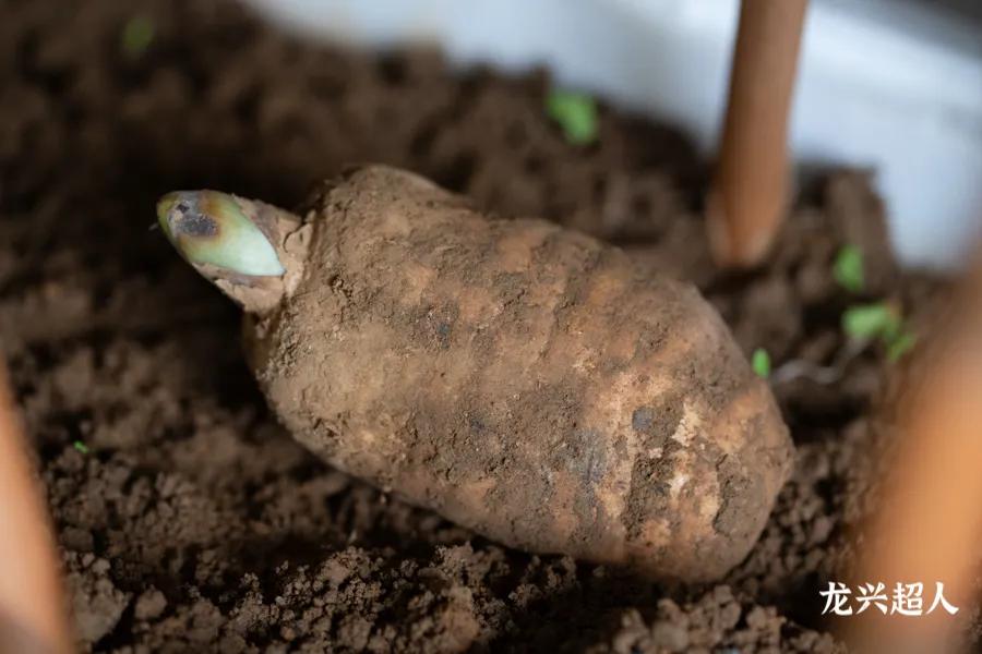 安徽道地药材天麻,天麻的道地药材