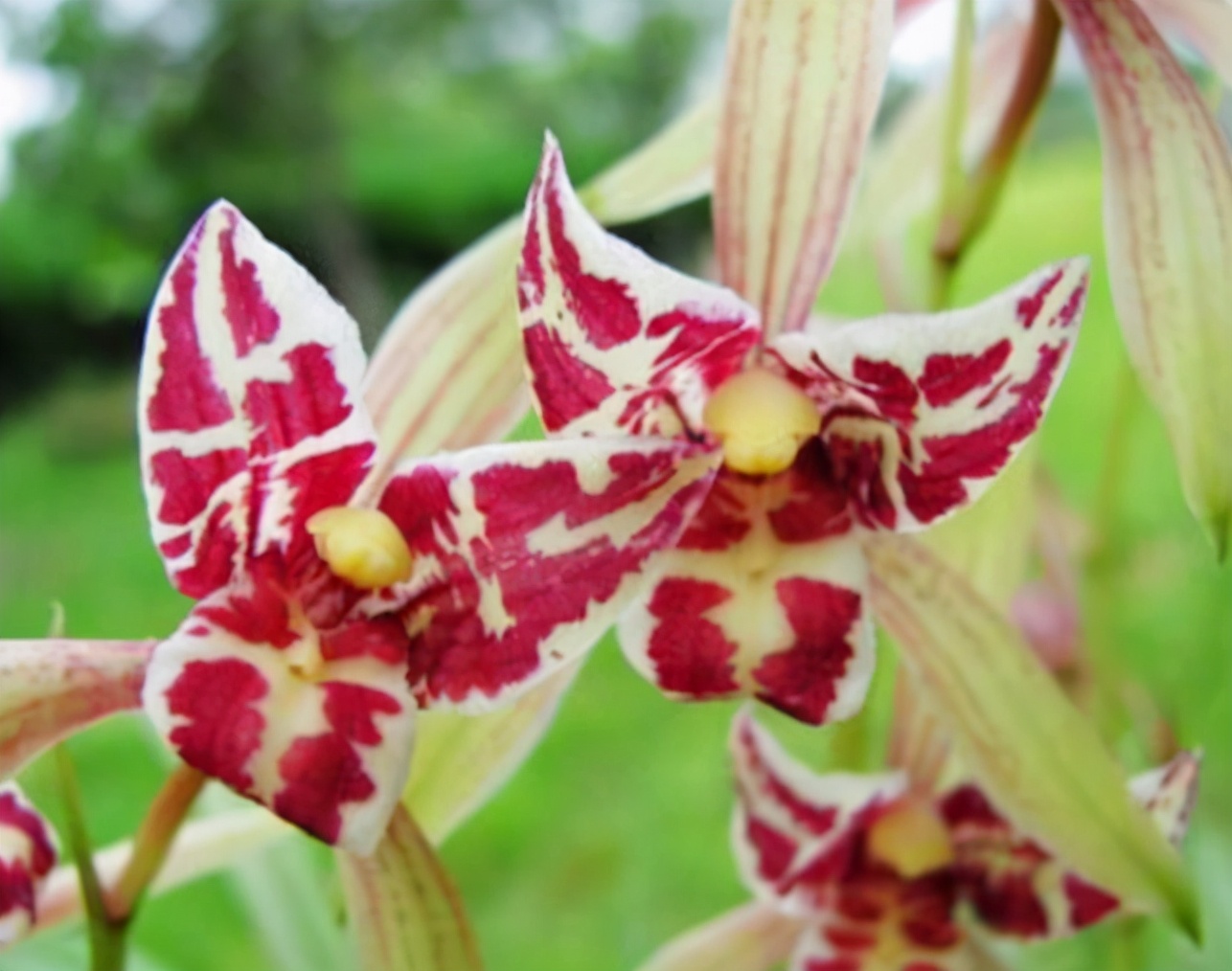 香味最纯正的建兰种类推荐,建兰杂交兰名品