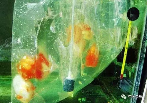 养金鱼的技巧和方法方便简单,初养金鱼的技巧和方法