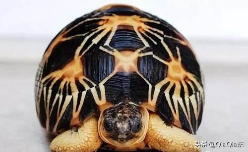 最常见的陆龟有哪些品种,陆龟的种类有哪些陆龟品种大全