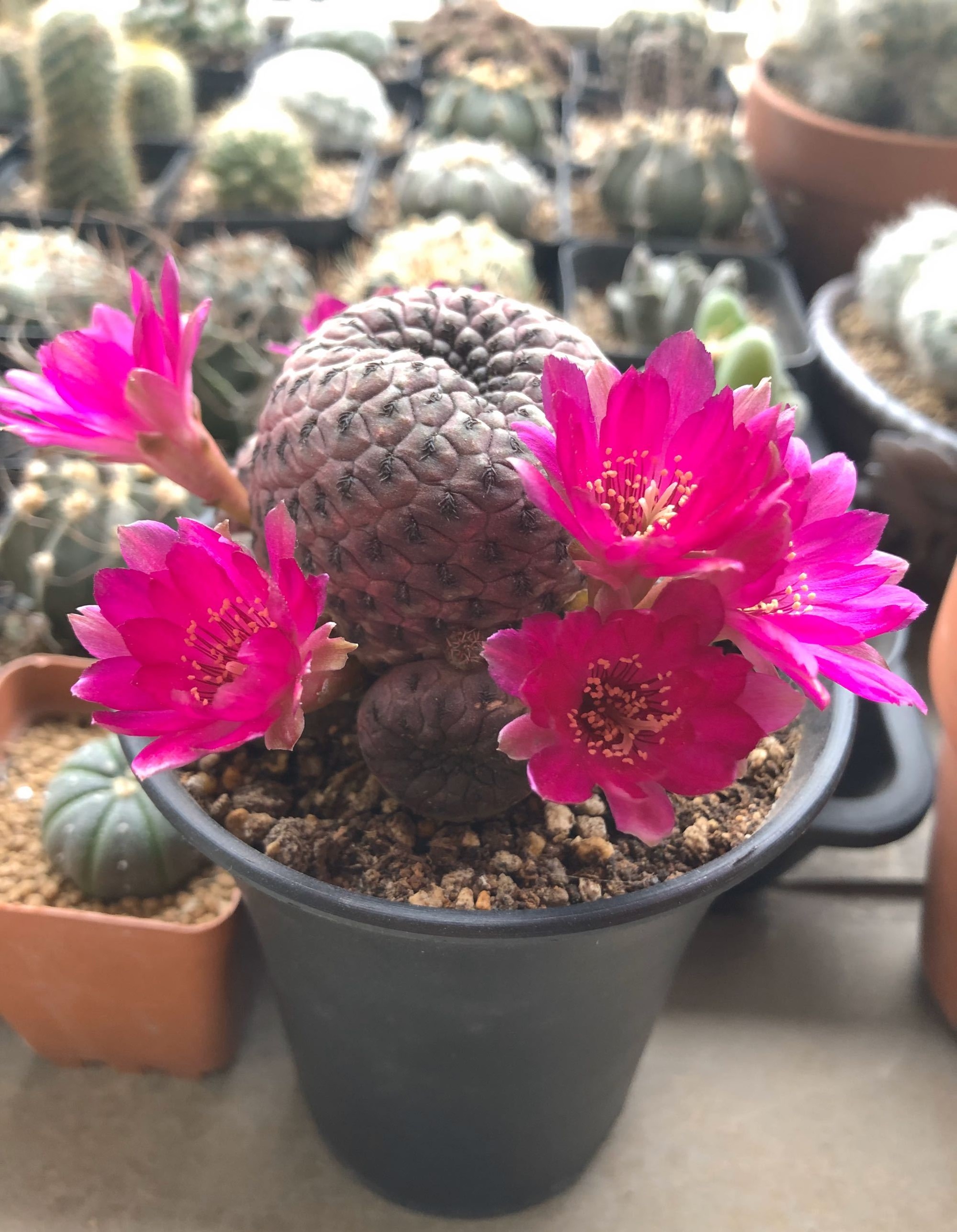 长得像荔枝的仙人球,长的像星兜的仙人球