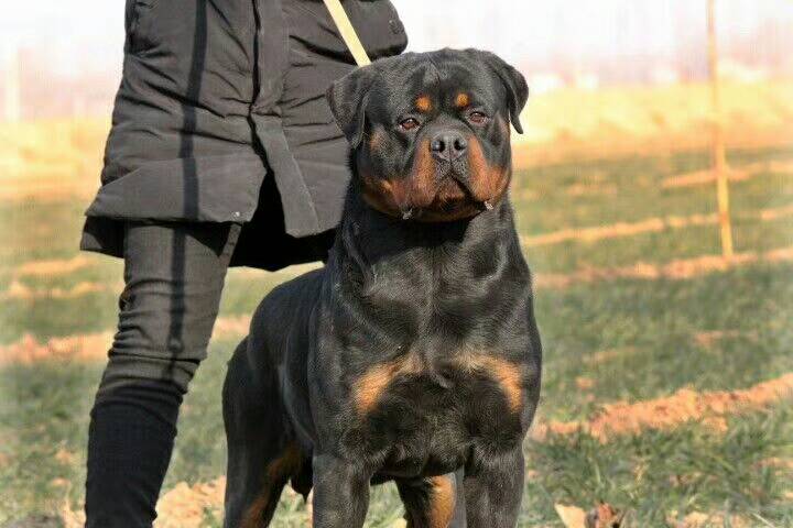 世界上六种猛犬排行榜,世界猛犬的前十名
