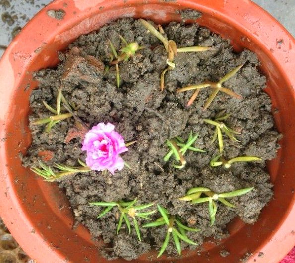 龙须花怎样养,龙须牡丹花