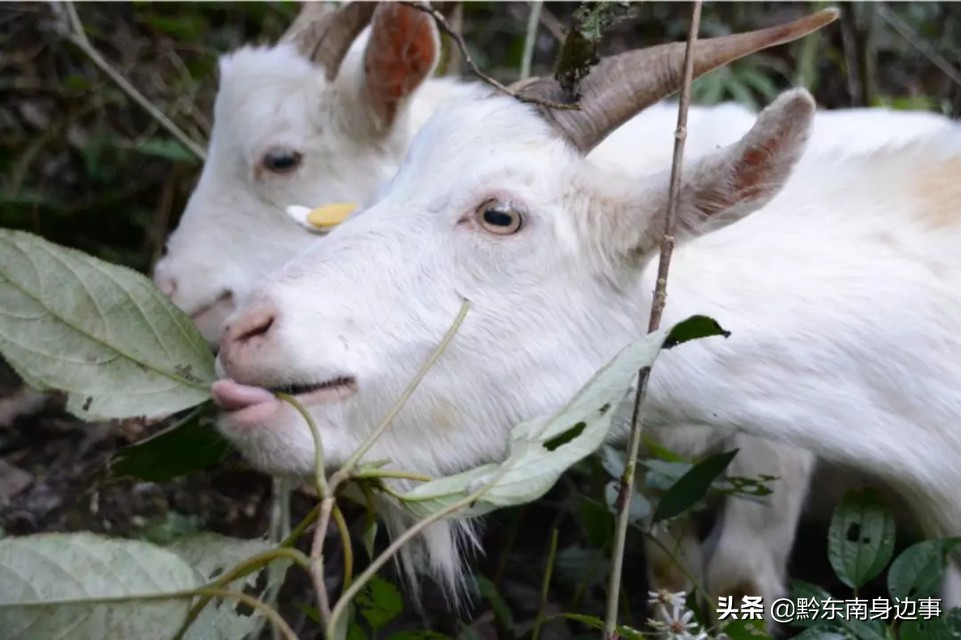 纸房这对“羊倌夫妻”身居绿水青山垒起金山银山