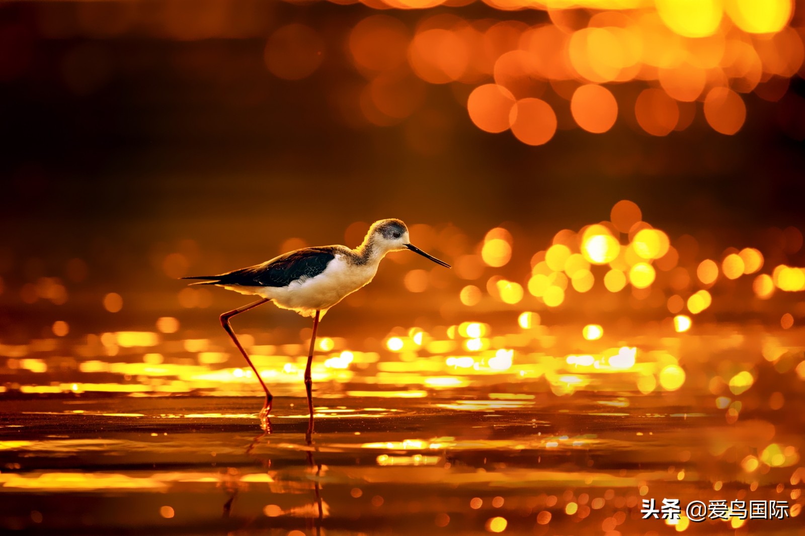 躁动的繁殖季节2021观鸟大年五月精华作品集