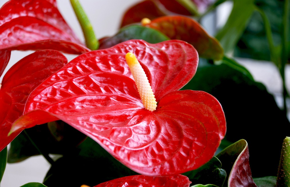 红掌花谢后轻轻一摘就掉,红掌开完花后再也不开